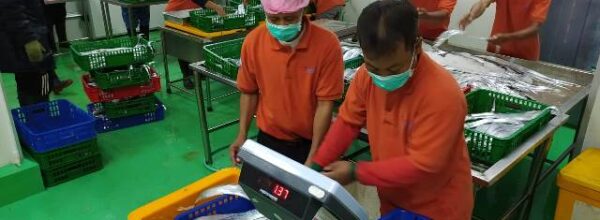 Optimasi Operasional Cold Storage di Sadeng