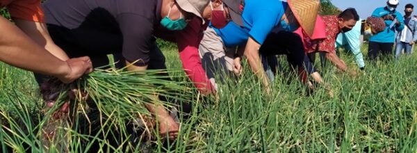 Panen Bawang Merah di Selomartani oleh Poktan Muda